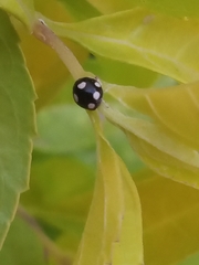 Hyperaspis octonotata