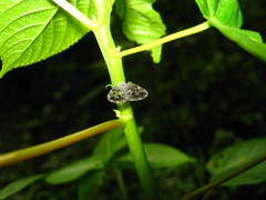 Ricanoptera fenestrata
