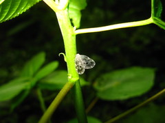Ricanoptera fenestrata