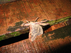 Loxopsis conocephala