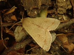 Anorthoa angustipennis