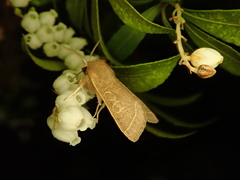 Orthosia paromoea