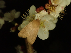 Orthosia ella