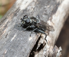 Chalcosyrphus metallifer