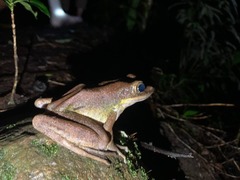 Odorrana hosii