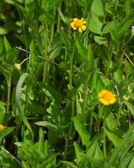 Acmella oppositifolia
