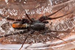 Castianeira floridana