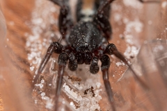 Castianeira floridana