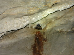 Aerodramus salangana