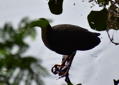 Amaurornis phoenicurus