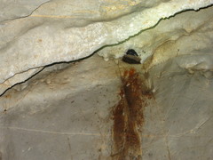 Aerodramus salangana