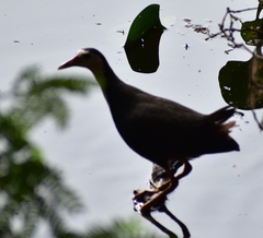 Amaurornis phoenicurus