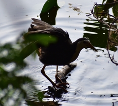 Amaurornis phoenicurus