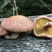 Yellow-gilled Gymnopilus - Photo (c) LJ Moore-McClelland, some rights reserved (CC BY), uploaded by LJ Moore-McClelland