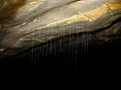 Arachnocampa