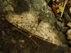 Eupithecia