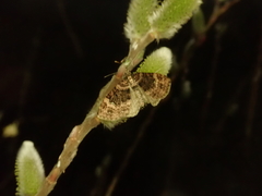 Chloroclystis excisa