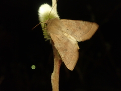 Orthosia ella