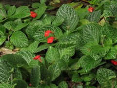 Episcia cupreata