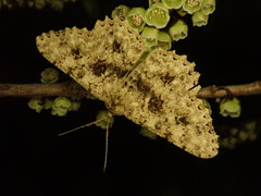 Racotis boarmiaria japonica