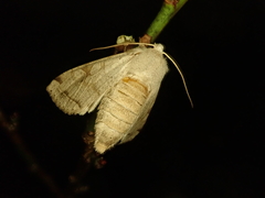 Orthosia evanida