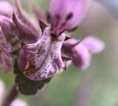 Stachys rigida