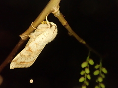 Orthosia evanida