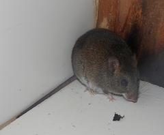 Hylaeamys megacephalus