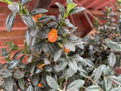 Nematanthus