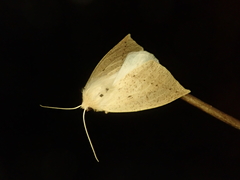 Descoreba simplex