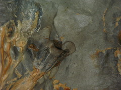 Aerodramus salangana