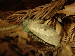 Pachyligia dolosa