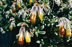 Onosma frutescens