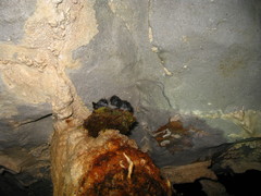 Aerodramus salangana