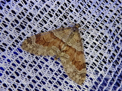 Trichopteryx terranea