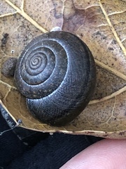 Helminthoglypta diabloensis