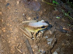 Odorrana hosii