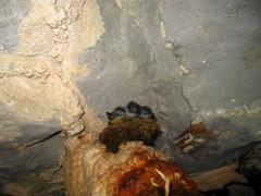 Aerodramus salangana