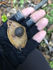 Helminthoglypta diabloensis