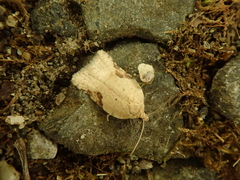 Acleris affinatana