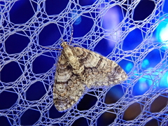 Esakiopteryx volitans