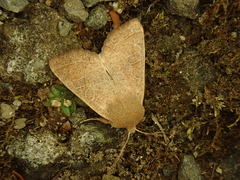 Orthosia paromoea