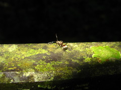 Polyrhachis ypsilon