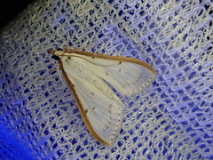 Palpita nigropunctalis