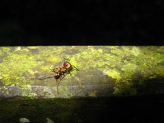 Polyrhachis ypsilon