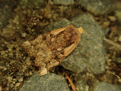 Teratoglaea pacifica