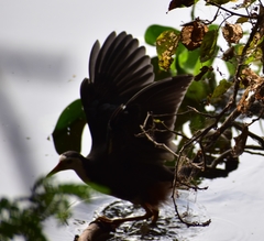 Amaurornis phoenicurus