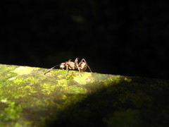 Polyrhachis ypsilon