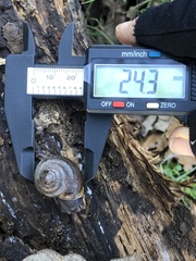 Helminthoglypta diabloensis