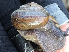 Helminthoglypta diabloensis